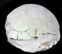 Inflated Fossil Tortoise (Stylemys) - South Dakota #39095-3